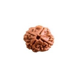 Manufacturers Exporters and Wholesale Suppliers of Four Mukhi Rudraksha Delhi Delhi